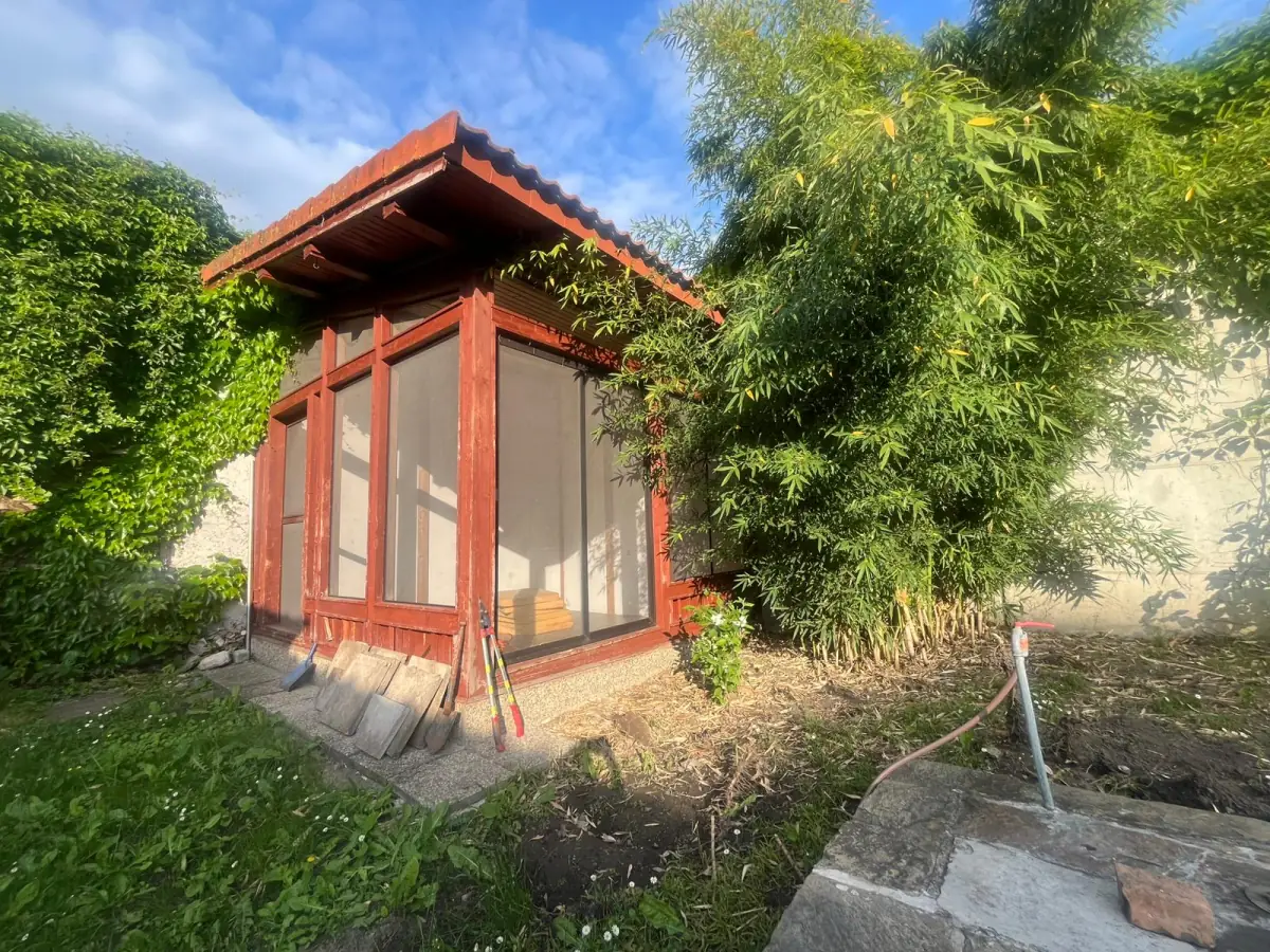 Dichter Bambus neben einem Gartenhaus vor der Entfernung