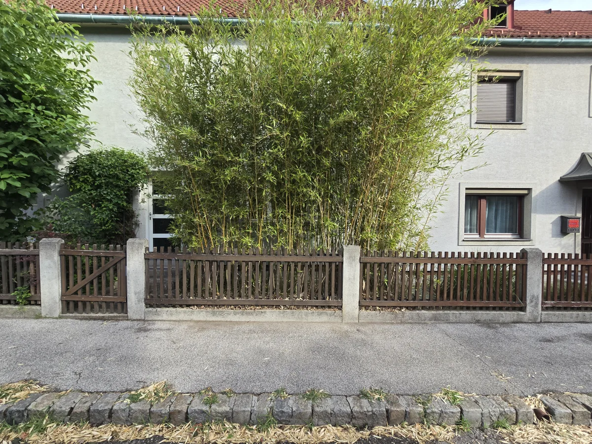 Dichter Bambusbestand vor einem Wiener Wohnhaus