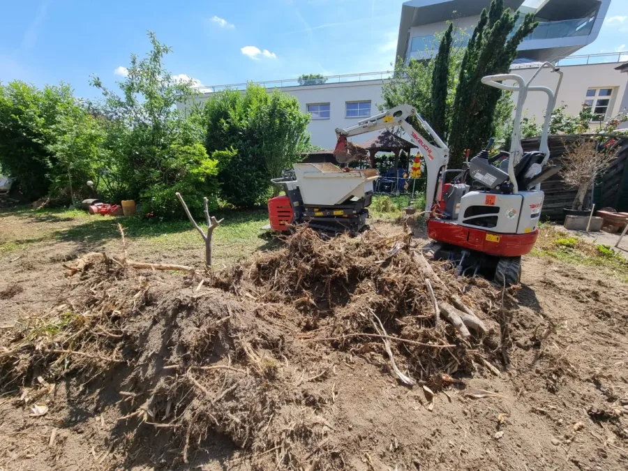 Minibagger und Dumper beim Ausgraben von Bambusrhizomen in einem Garten