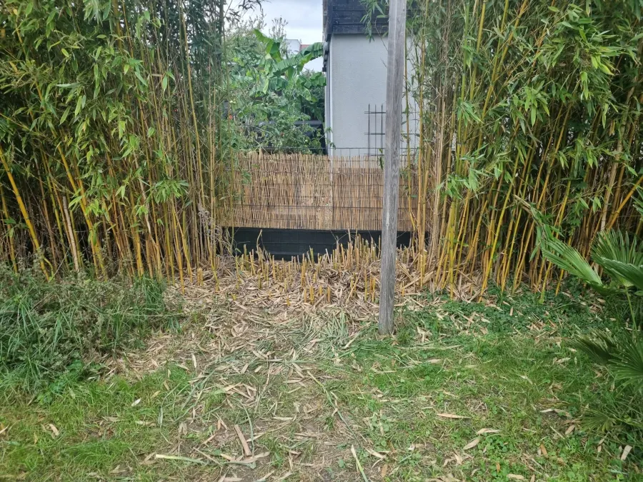Minibagger und Materialcontainer bei einer Bambusrodung