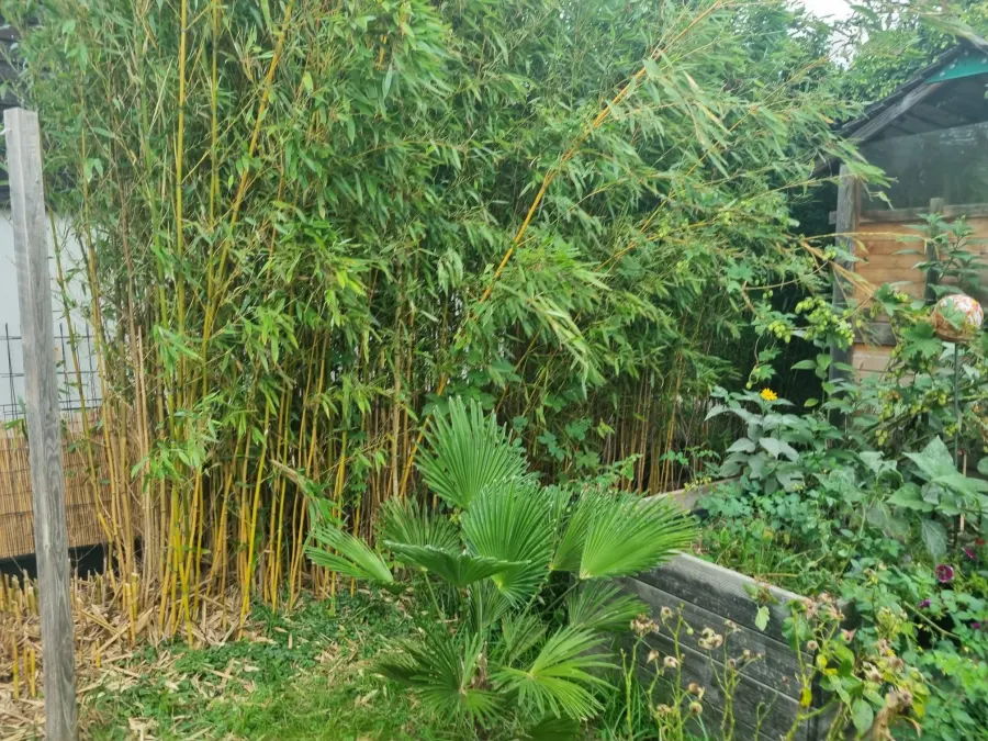 Ausgegrabene Bambuswurzeln und Rhizome