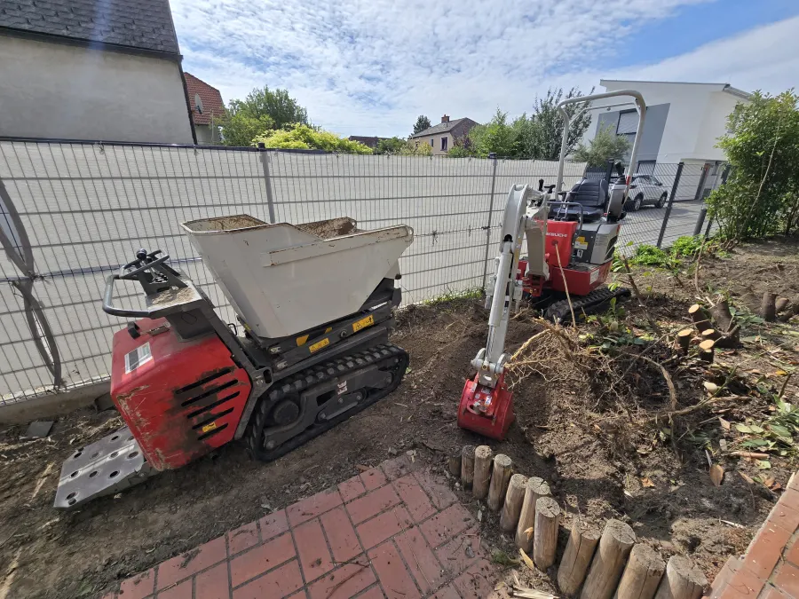 Bambusbestand in einem Garten vor der Entfernung