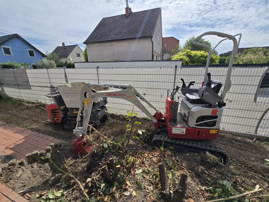 Dichter Bambus in einem Gartenbereich